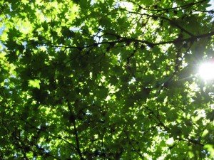 green trees