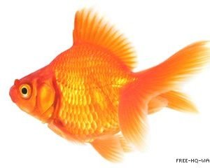 Goldfish Songs for solo flute/alto flute