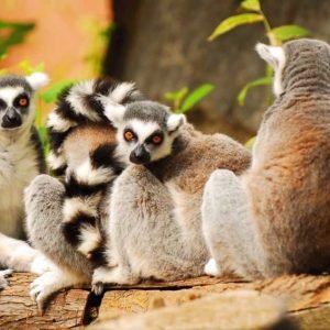 Chamber Music - Quartet