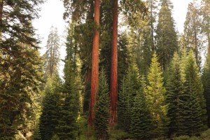 forest trees